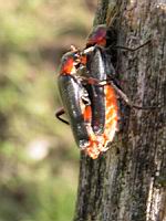 Coleoptere en reproduction (Photo F. Mrugala) (1)